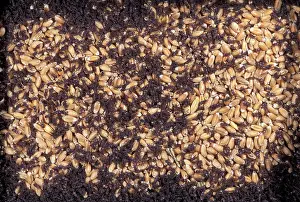 Weevils: Wheat Weevil