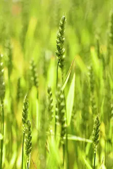 Aestivum: Wheat, Winter wheat, Triticum aestivum, Green subject