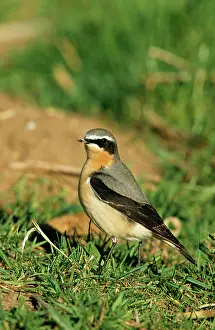 Wheatears: WHEATEAR