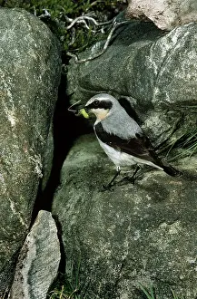 Wheatears: WHEATEAR