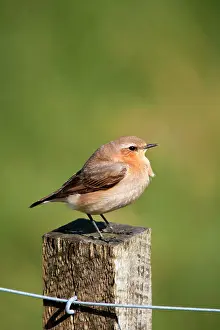 Wheatears: Wheatear - female