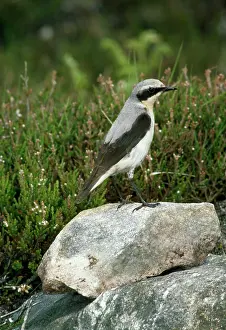Wheatears: Wheatear - female
