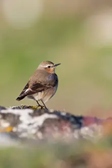 Wheatear: Wheatear - female