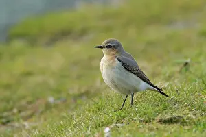 Jake Stephen: Wheatear female on grass Spring