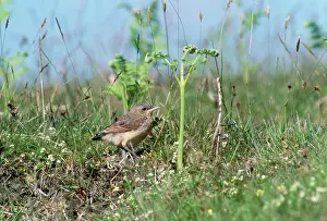 Wheatears: Wheatear - fledgling