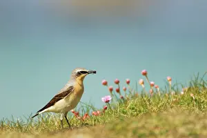 Wheatears: Wheatear - with insect on cliffs with flowering Thrift