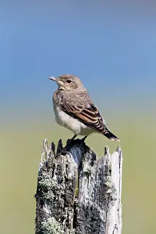 Wheatears: Wheatear juvenile