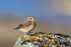 Wheatear: Wheatear - on Lichen covered rock