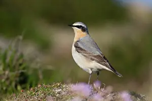 Wheatear: Wheatear - male
