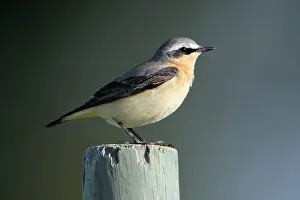 Wheatears: Wheatear - male bird on fence post
