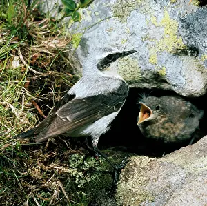 Father: Wheatear - male and chick