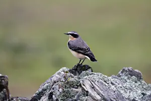 Wheatears: Wheatear - Male on rock