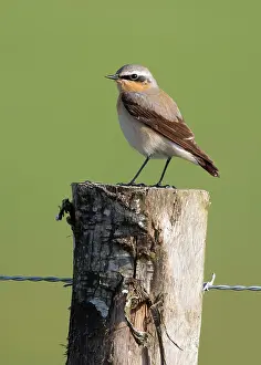Piles: Wheatear (Oenanthe oenanthe) perched on a fence