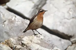 Wheatears: WHEATEAR - on rock