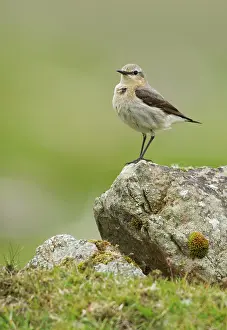 Wheatears: Wheatear - on top of a rock in the field