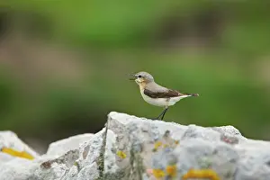 Wheatears: Wheatear - singing from drystone walls