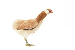 Wheaten: Wheaten Ameraucana Chicken hen