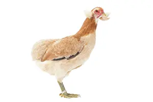 Wheaten: Wheaten Ameraucana Chicken hen