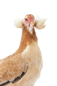Wheaten: Wheaten Ameraucana Chicken hen