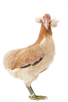 Wheaten: Wheaten Ameraucana Chicken hen