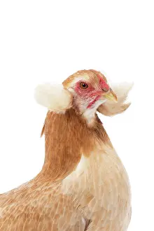 Wheaten: Wheaten Ameraucana Chicken hen