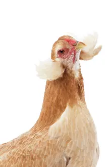Wheaten: Wheaten Ameraucana Chicken hen