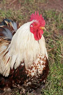 Bantam: Wheaten Bantam - male