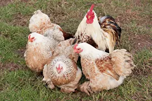 Bantam: Wheaten Bantam - male & female Chickens
