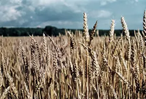 Ken Hoy: WHEATFIELD