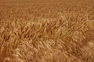 Wheatfield: Wheatfield