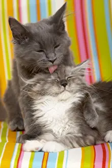 Coons: Wheedle between two Maine Coons kittens on an armchair