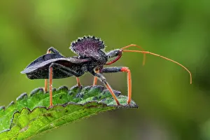 Stink: Wheel Bug, Assassin Bug, Stink Bug, Cueva de los
