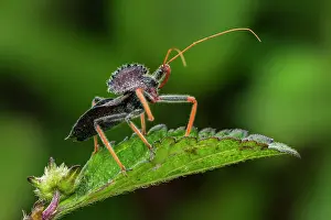 Stink: Wheel Bug, Assassin Bug, Stink Bug, Cueva de los