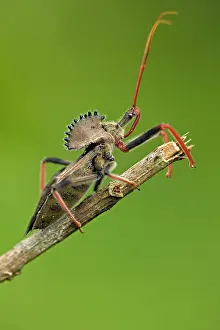 Reduviidae: Wheel Bug - family Reduviidae
