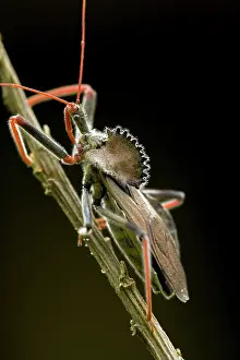 Reduviidae: Wheel Bug - family Reduviidae