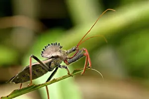 Reduviidae: Wheel Bug - family Reduviidae