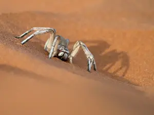 Wolwedans: Wheel Spider