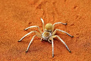 Dancing: Wheel Spider, White Dancing Spider, Tok Tokkie Trail