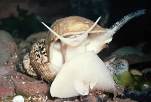Shellfish: WHELK
