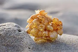Whelk: Whelk - egg case on the beach