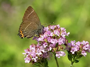 Satyrium: Whie-letter hairstreak - Underside - on pink flower