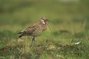 Whimbrels: Whimbrel