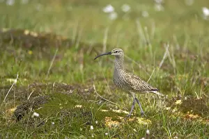 Whimbrels: Whimbrel