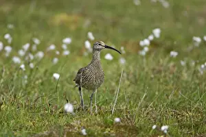 Whimbrels: Whimbrel