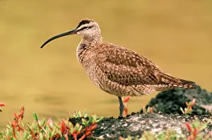 Whimbrels: Whimbrel