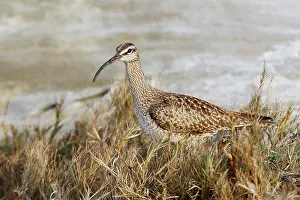 Whimbrels: Whimbrel