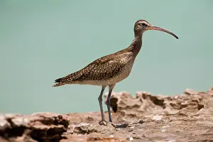 Variegatus: Whimbrel