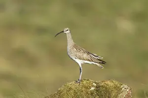 Numenius: Whimbrel
