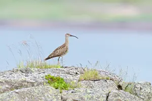 Numenius: Whimbrel