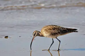 Numenius: Whimbrel